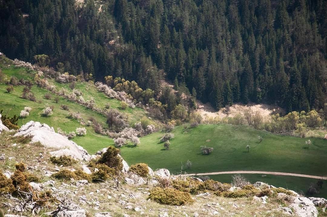 Вила Здравец Jagodina Exteriör bild